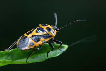 stink bug insects on plants