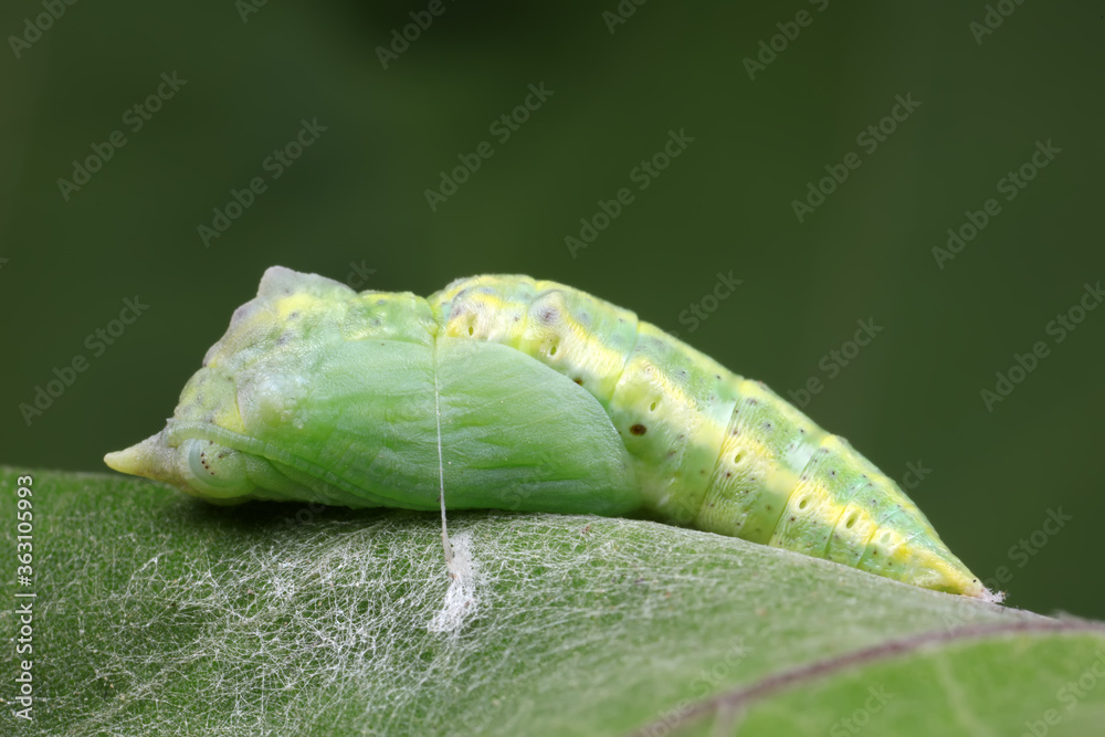 Poster chrysalis of common cabbage worm on green leaves