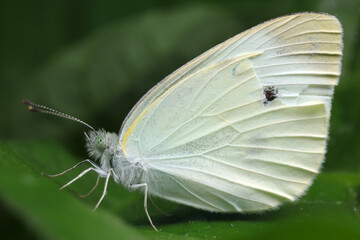 Pieris rapae on plant leaves in the wild