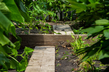 Small vegetable garden. Vegetables grow for vegans, and there is also a flower bed. Gardening, Botanical concepts. Selective focus.