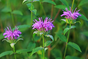 Mint flowers blossom in the park