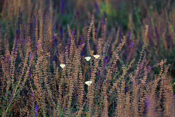 Cloud-pink butterflies on lavender flowers