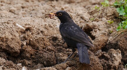 thrush