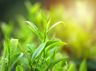 Close up Green Tea Leaves in Garden on plantation, darjeeling, west bengal, India
