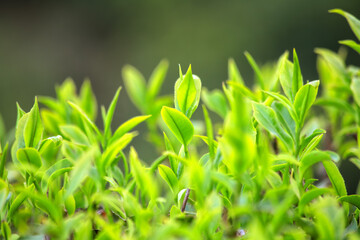Close up Green Tea Leaves in Garden on plantation, darjeeling, west bengal, India