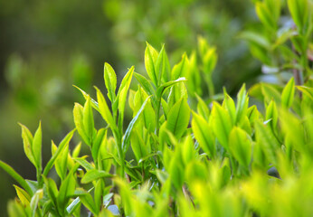 Close up Green Tea Leaves in Garden on plantation, darjeeling, west bengal, India