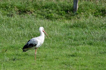 white stork in the grass, standing on one leg
