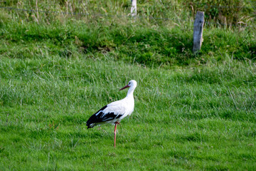 white stork standing in a meadow looking to the left