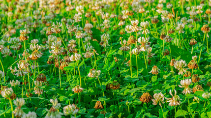Fresh and dry white clover flowers are in a green meadow. Summer morning.