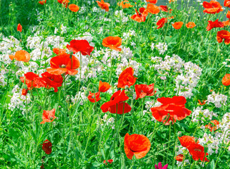 Blooming field with white flowers and red poppies. Summer day.