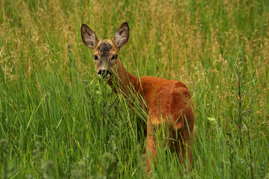 Roe deer in the grass