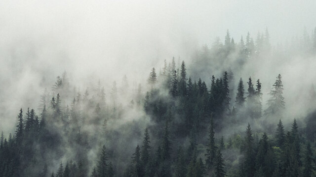 Panoramic View Of Pine Trees In Forest Against Sky © radu nuta/EyeEm