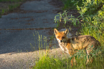 ein Fuchs schaut neugierig
