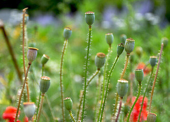 Poppy seed boxes. Macro shot.
