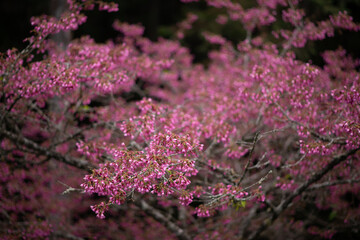 Obraz premium pink cherry sakura in garden