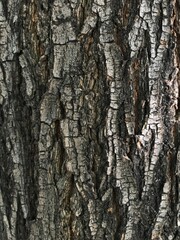 Fototapeta premium tree bark background