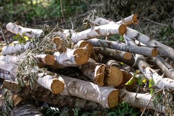 stacked of logs