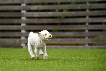ドッグランで遊ぶミニチュアシュナウザー