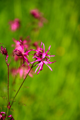 Kuckucks-Lichtnelke    pflanze