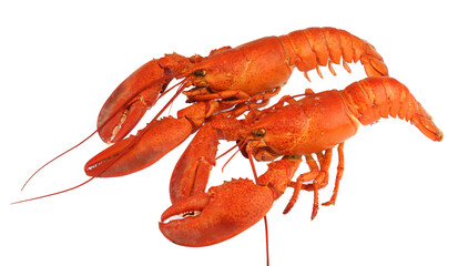 cooked red lobster isolated on white background