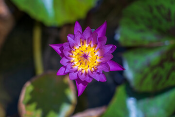 Colorful water lily flowers above the water surface © OlegD