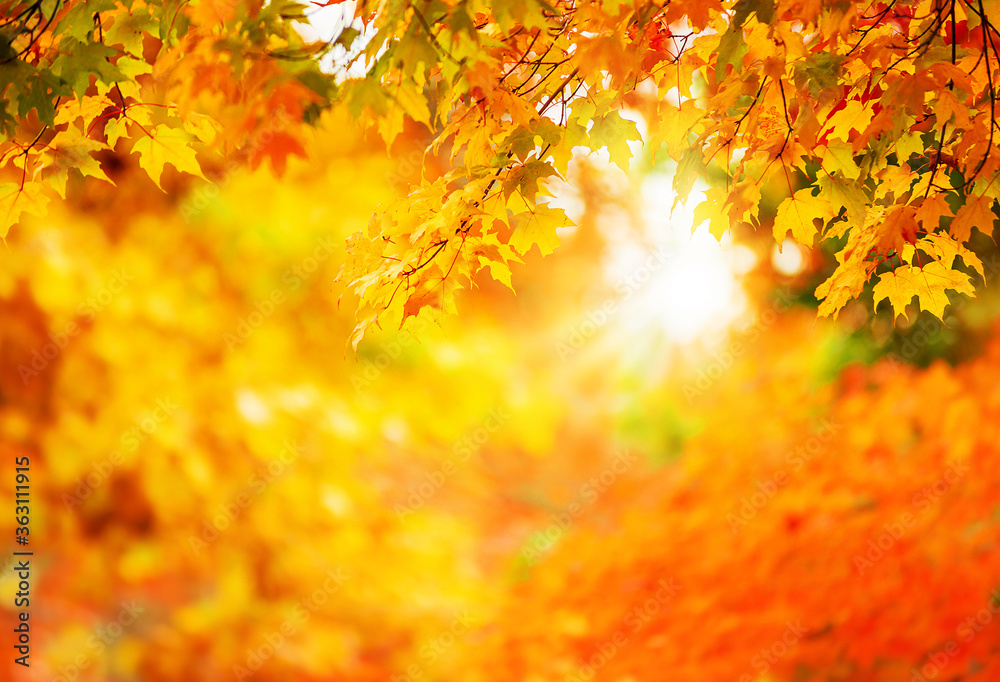 Wall mural colorful autumn maple leaves on a tree branch. golden autumn foliage leaves background. bokeh and co