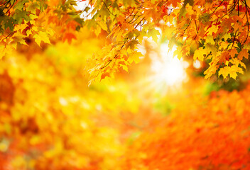 Colorful autumn maple leaves on a tree branch. Golden autumn foliage leaves background. Bokeh and copy space.