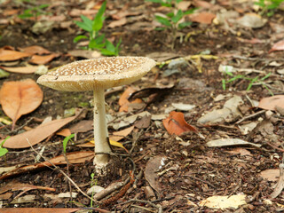 薄茶のキノコ（イボテングタケ*not sure）