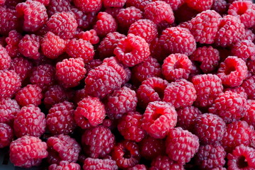 Heap of many ripe raspberry fruits, can be used as a background, Sofia, Bulgaria  