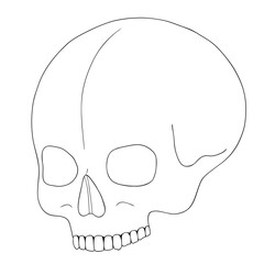 A human skull on a white background with a single line.