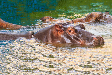 Common hippopotamus (Hippopotamus amphibius) or hippo in water