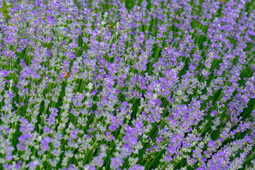 lavender flowers that smell beautiful on the green plain