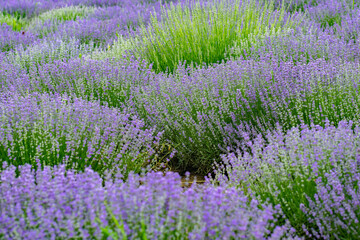 Naklejka na ściany i meble lavender flowers that smell beautiful on the green plain