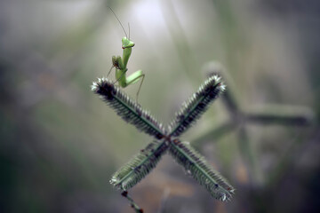 Praying Mantish on Wild Grass