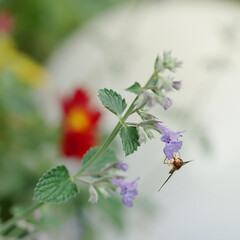 fly on catnip flower in the garden