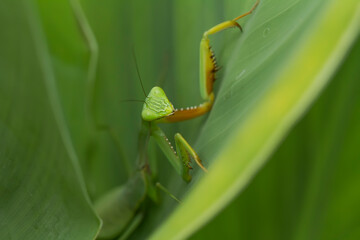 praying mantis on a green leaf