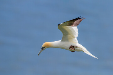 Northern Gannet flying by the cliffs of Bempton Cliffs, Flamborough Head, East Yorkshire, UK