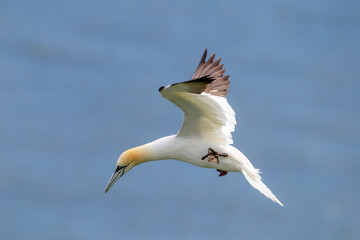Northern Gannet flying by the cliffs of Bempton Cliffs, Flamborough Head, East Yorkshire, UK
