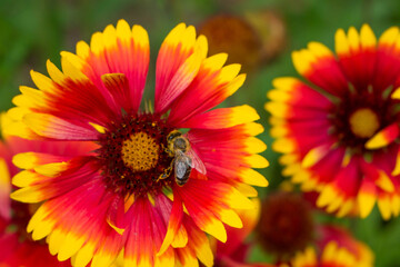A bee collects nectar and feeds on a bright summer indian blanket flower. Against a blurred background, another flower is visible.