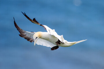 Northern Gannet flying by the cliffs of Bempton Cliffs, Flamborough Head, East Yorkshire, UK