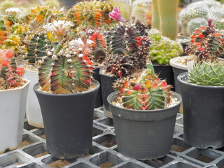 view of Gymnocalycium mihanovichii Hybrid f. vaiegata cactus with colorful multi colored blossom in garden around with many cactus blurred background.