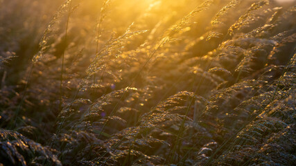 The sunsets through grass seed heads near Thornwick Bay, Flamborough Head, East Yorkshire, UK