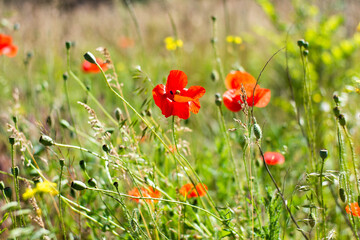 poppy at the field. bright red poppies plants grow among field grass, spikelets. Warm summer day.