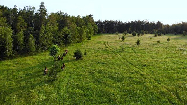 A herd of wild cows runs across a field along a forest strip at sunset