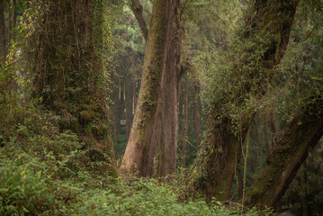 Beautiful pine forest with light green plant