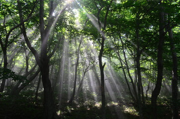 Naklejka premium sun rays in the forest