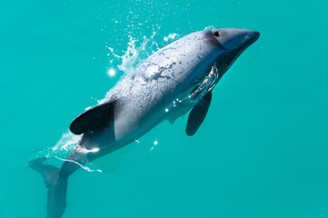 Fototapeta premium Endemic Hector's dolphin (Cephalorhynchus hectori) playing and jumping in clear turquoise waters of Pacific Ocean near Kaikoura, Marlborough Region, South Island, New Zealand