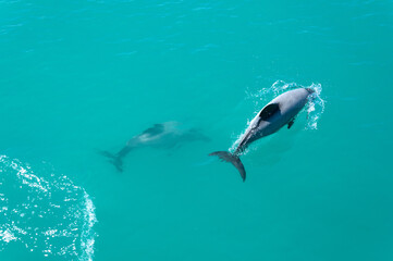 Endemic Hector's dolphins (Cephalorhynchus hectori) playing and jumping in clear turquoise waters of Pacific Ocean near Kaikoura, Marlborough Region, South Island, New Zealand