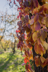 large autumn leaves on a tree