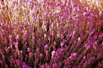 Bright lavender blooming on the field on a summer day. Close-up. Background of lavender at sunset. Summer concept.